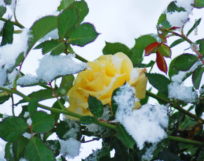 Картинка цветы розы роза