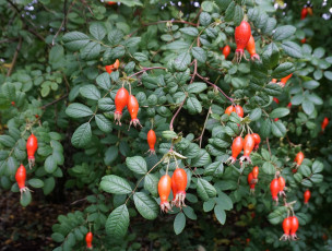 Картинка природа Ягоды куст