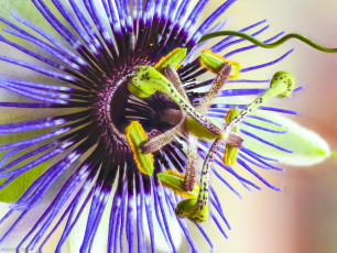 Картинка цветы пассифлора пасифлора