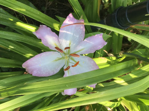 Картинка цветы лилии +лилейники цветок