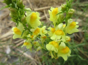 Картинка цветы луговые+ полевые +цветы макро