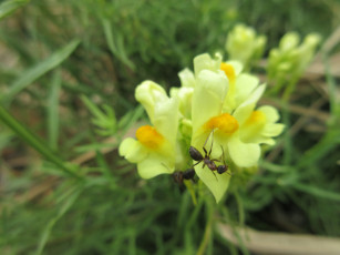 Картинка цветы луговые+ полевые +цветы макро