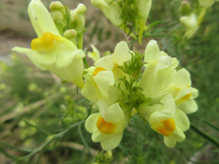 обоя цветы, луговые , полевые,  цветы, макро