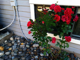 Картинка цветы розы красный