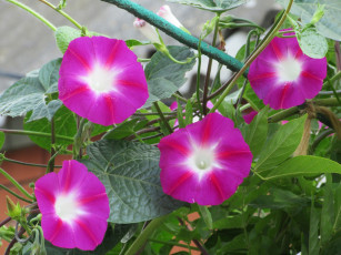 Картинка цветы вьюнки +ипомеи вьюнок