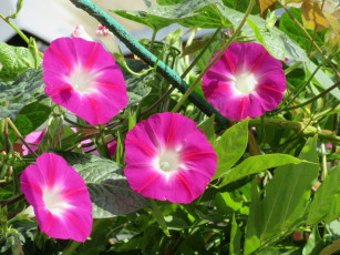 Картинка цветы вьюнки +ипомеи вьюнок