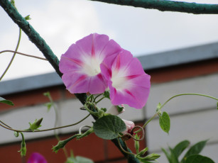 Картинка цветы вьюнки +ипомеи вьюнок