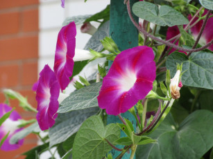 Картинка цветы вьюнки +ипомеи вьюнок