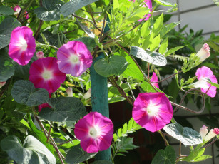 Картинка цветы вьюнки +ипомеи вьюнок