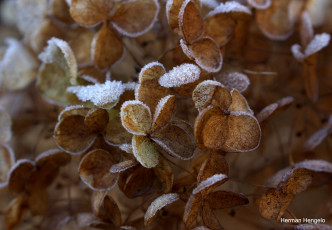 Картинка природа макро