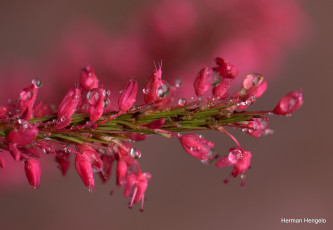 Картинка цветы макро