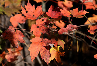 Картинка разное компьютерный+дизайн листья