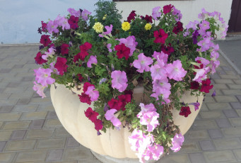 Картинка цветы петунии +калибрахоа клумба