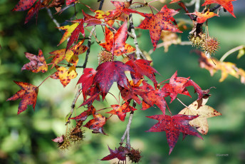 Картинка природа листья