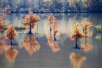 Картинка природа реки озера озеро