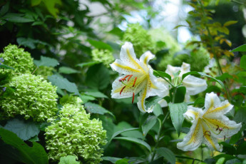 Картинка цветы разные+вместе