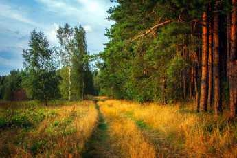 Картинка природа дороги лес сосны лесная дорога