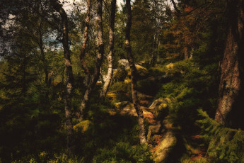 Картинка природа лес простор