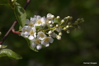 Картинка цветы цветущие+деревья+ +кустарники белые