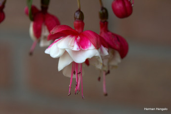 Картинка цветы фуксия красные