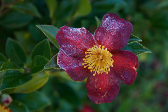 Картинка цветы камелии лето цветение камелия кустарник