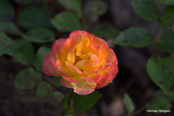 Картинка цветы розы роза