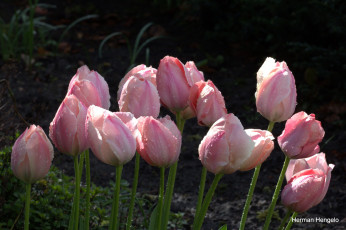 Картинка цветы тюльпаны