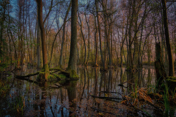 Картинка природа лес простор