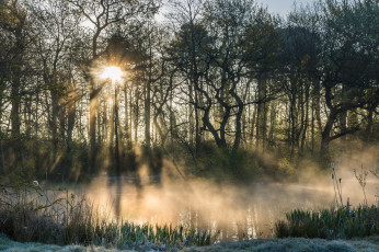 Картинка природа лес простор