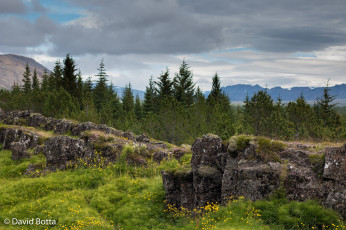 Картинка природа пейзажи лес