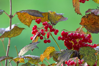 Картинка природа Ягоды +калина калина