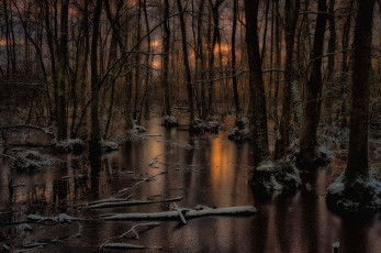 Картинка природа лес простор