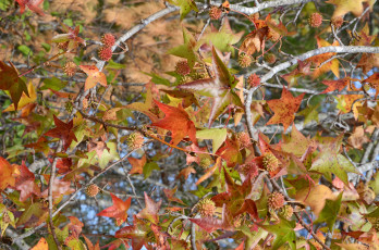 Картинка природа листья осень