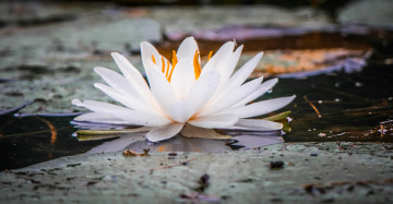 Картинка цветы лилии+водяные +нимфеи +кувшинки цветок