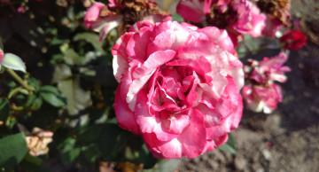 Картинка цветы розы розовая