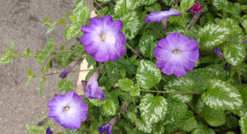 Картинка цветы петунии +калибрахоа клумба