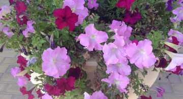 Картинка цветы петунии +калибрахоа клумба