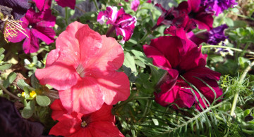 Картинка цветы петунии +калибрахоа клумба