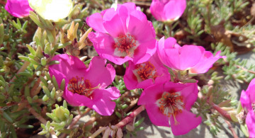 Картинка цветы портулак розовые