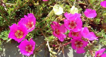 Картинка цветы портулак розовые