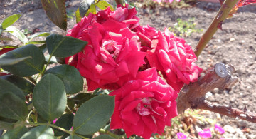 Картинка цветы розы