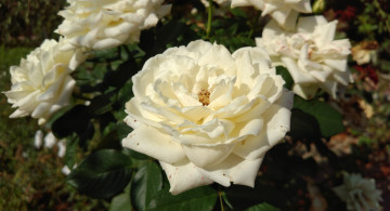 Картинка цветы розы