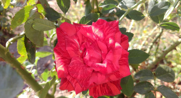 Картинка цветы розы роза