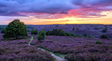 Картинка природа луга вереск пустошь тропинка