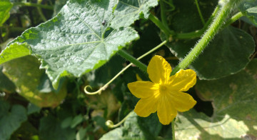 Картинка цветы цветущие+овощи +ягоды огурец