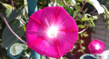 Картинка цветы вьюнки +ипомеи розовый