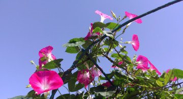 Картинка цветы вьюнки +ипомеи розовый