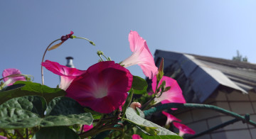 Картинка цветы вьюнки +ипомеи розовый