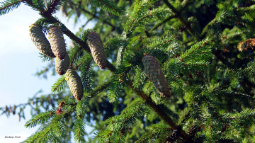 Картинка природа шишки +жёлуди +каштаны сосна