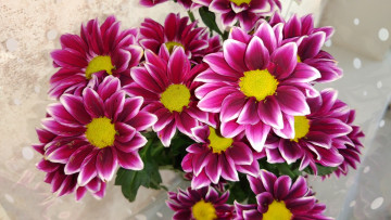 Картинка цветы хризантемы